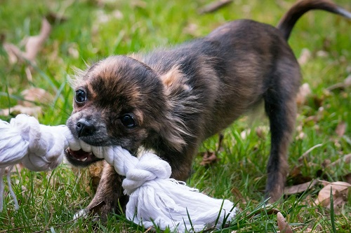 Keep Your Dogs Happy at Home with Outdoor Physical Activities - Happy Pants