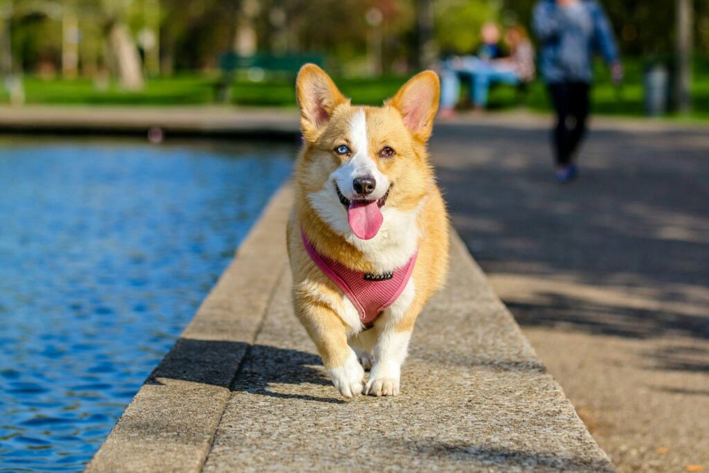 Did You Know NYC Dog Sitters Use These Tricks to Make Dogs Happy?