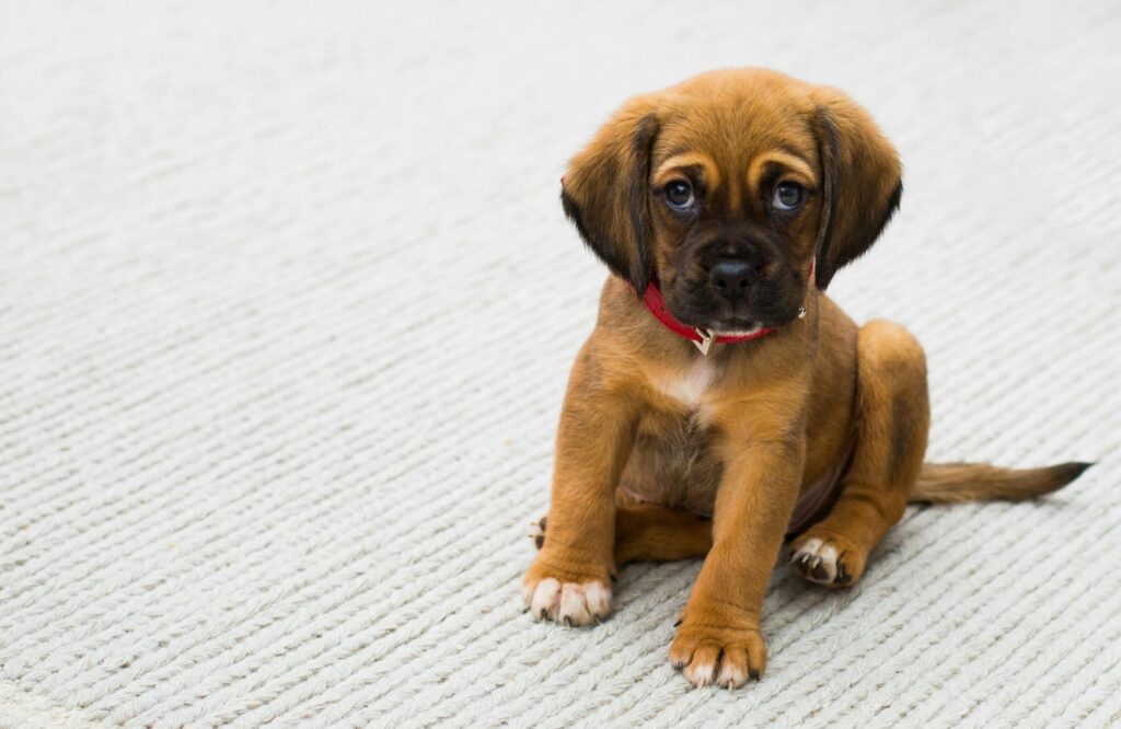 First-Time Dog Owners: Your Complete Guide to Puppy Care